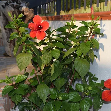 La Casa Di Ely *